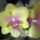 Phalaenopsis_hybrid_1066247_3720_t