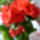 Piros_begonia_1660971_5203_t