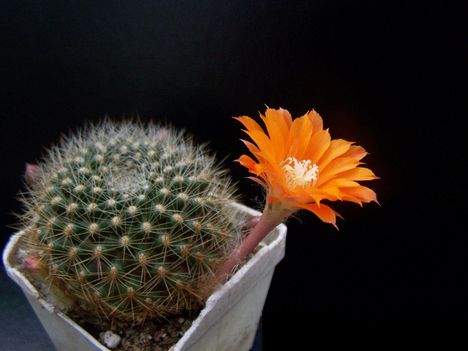  Rebutia flavistyla