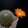 Rebutia_flavistyla_1660915_9657_t