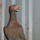 Sarga_him_1066105_8649_t