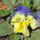 Tavasz_hirnokei_3_1660360_7487_t