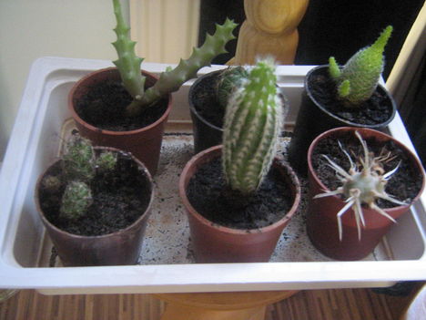  Vivi kaktuszai.