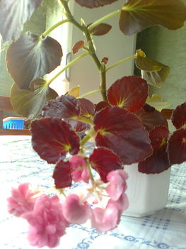 begónia