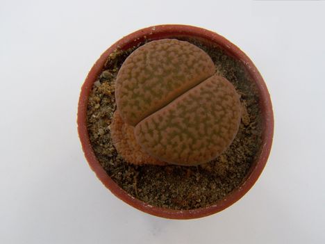 C 035 Lithops hookeri marginat