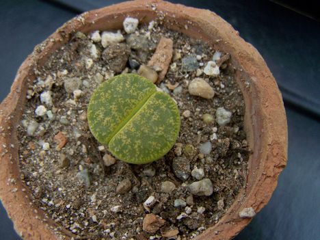 C 036A Lithops lesliei cv.Albinica