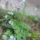 Csatavirag_1671082_7116_t