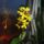 Dsc00852_dendrobium_1671767_7899_t