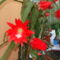 Kaktusz virága 1