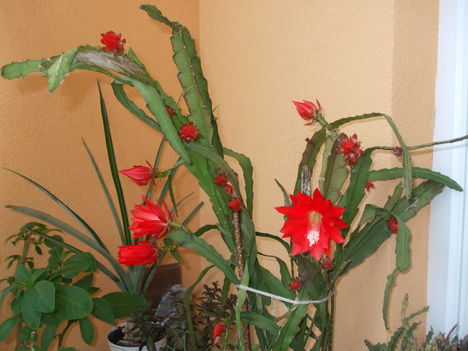 Kaktusz virága 2