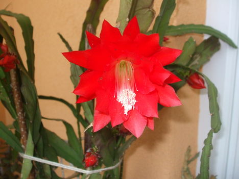 Kaktusz virága 3