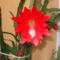 Kaktusz virága 3
