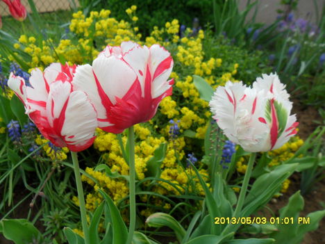 legkésőbb nyíló tulipánjaim