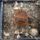 Lithops_aucampiae_c257_1671385_9272_t