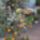 Mandarinfa_1671830_3511_t