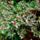 Most_nyilo_viragaim_2-001_1671337_5350_t