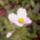 Most_nyilo_viragaim_4-006_1671344_3490_t