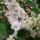 Most_nyilo_viragaim_5-001_1671340_3243_t