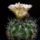 Neochilenia_fobeana_1671379_9960_t