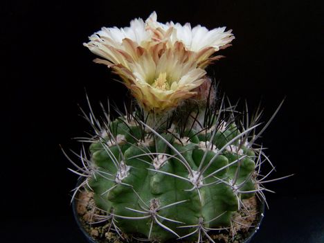 Neochilenia fobeana