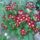 Primulap_1671218_6250_t
