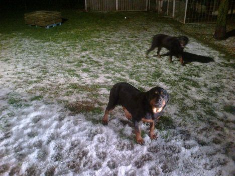 Rottweilerek a májusi jégesőben