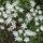 Sok_kis_csillag_1671472_5441_t