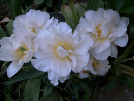 Fehér tulipán a lila akác alatt.