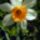 Narcisz_2_fela_van_nekem_1672602_7020_t