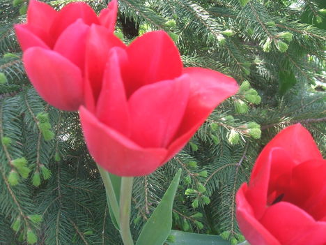 tulipánom