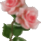 2 szál rózsaszin virág