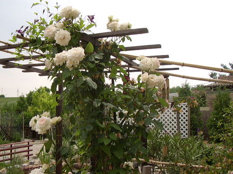 fehér rózsa kertben