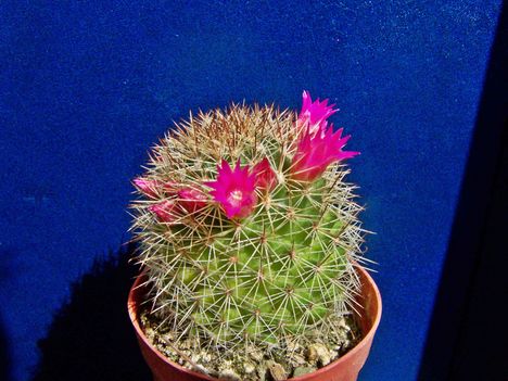 Mammillaria ernestii