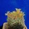 Mammillaria viereckii v.brunispina