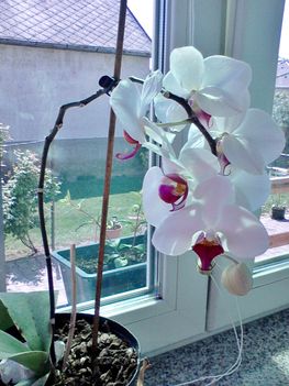 Másik orchideám is virágzik