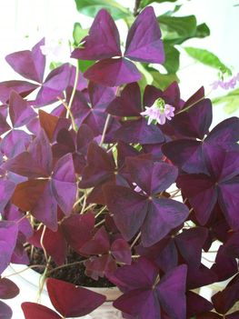 Oxalis