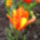 Tulipan1_1674970_6634_t