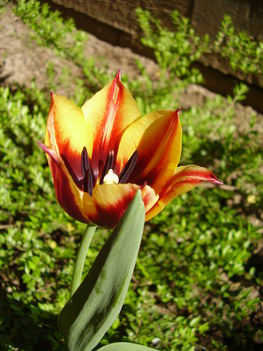 Tulipán 2