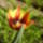 Tulipan_2_1674967_6814_t