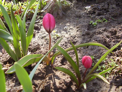 Tulipán 6