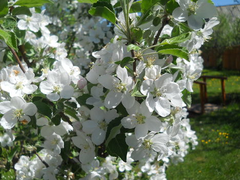 Almafa virága