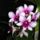 Dendrobium-002_1675826_4615_t