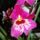 Dsc00965_miltonia_1675812_3363_t