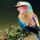 Madarcsicsergeses_szep_jo_napot_kivanok__1675411_7388_t