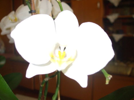Orchideám