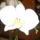 Orchideam-001_1675076_1945_t