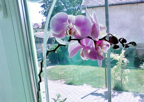 Orchideám 2