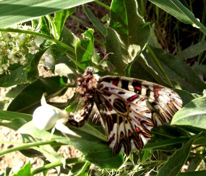 farkasalmalepke (Zerynthia polyxena) védett