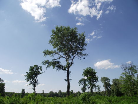 hagyásfák (nyárfa)