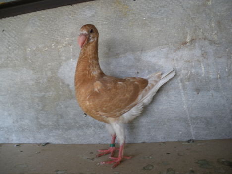 IMGP2440